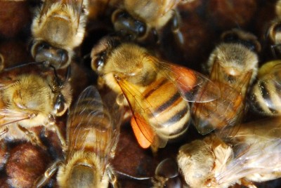 Honeybee in the hive with pollen