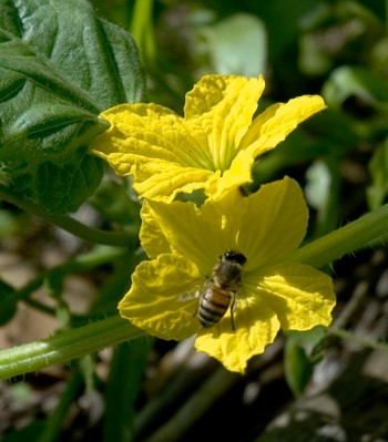 Honeybee on cantaloupe flower