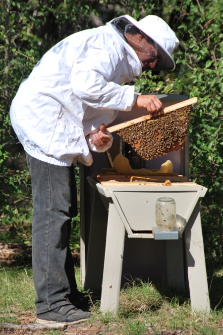 comb top bar hive