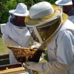 Inspecting the a comb from a top bar hive