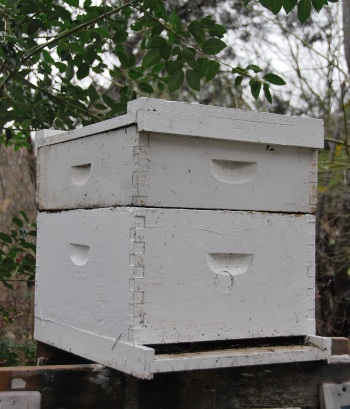 Langstroth hive