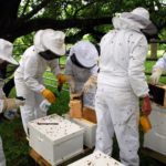 Beekeeping attire