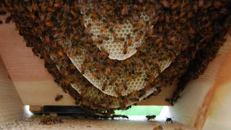 The inside of the top bar hive at the end of the first week