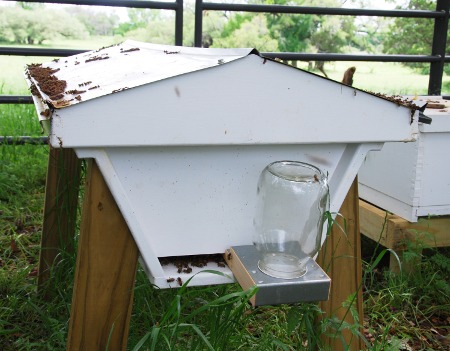Feeder at the entrance of the hive