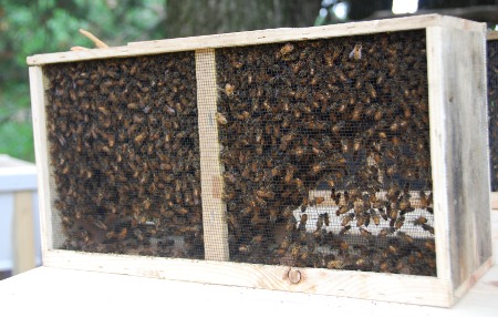 Three-pound package of bees