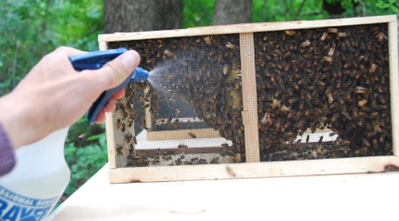 Spraying the bees with sugar water