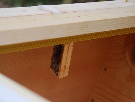 Wooden queen cage in hive