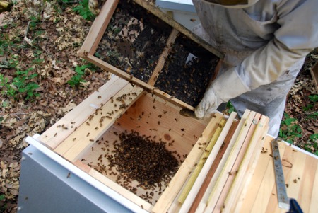 Shaking bees from the package into the hive