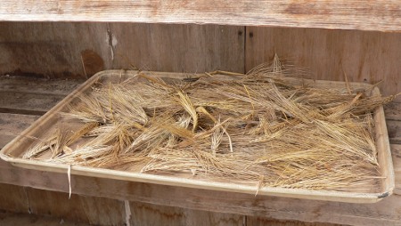 Drying heads of wheat