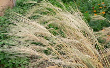 Mauri Wheat