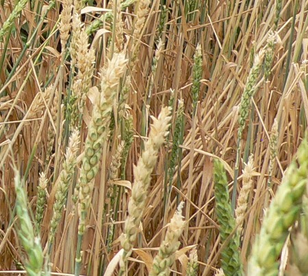 Red fife wheat