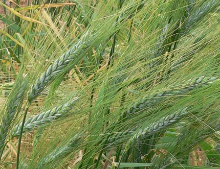 Emmer Wheat