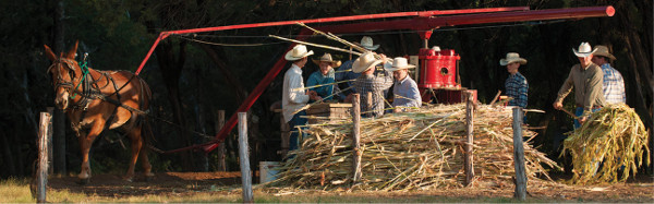 Pressing Sorghum