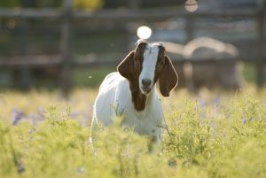 Family Goat