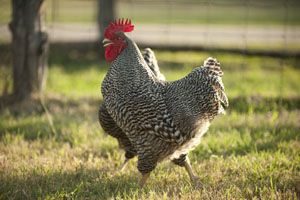 barred rock