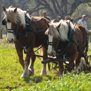 Horse farming
