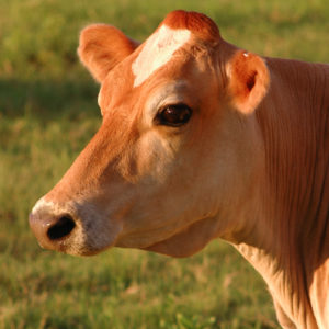 Family Cow