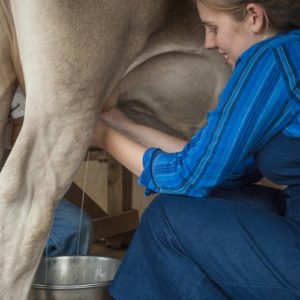 Milking