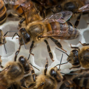 Worker bees on the comb