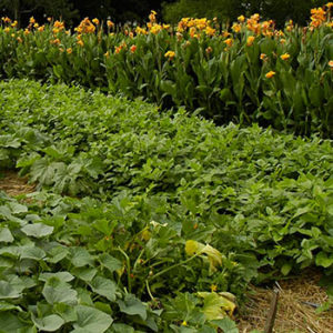 Homestead Garden III