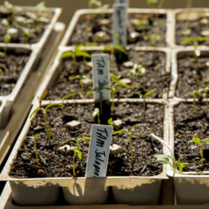 Homestead Garden II