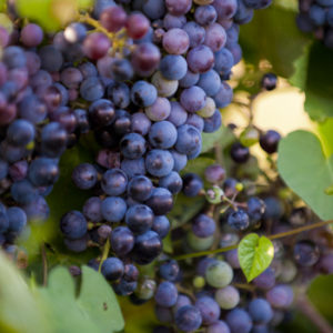 Orchards, Vineyards and Berries