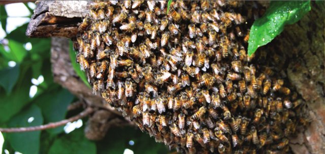 Bee swarm