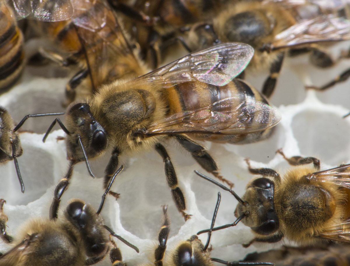 Worker bees on the comb