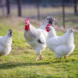 Raising Poultry