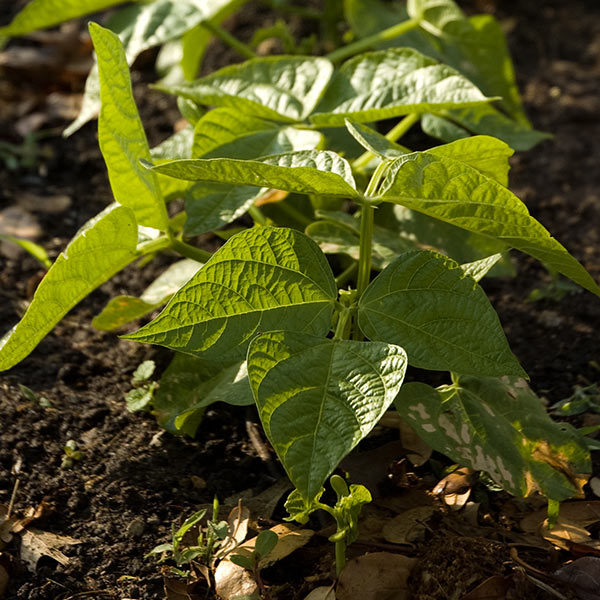 Homesteading and Gardening Classes