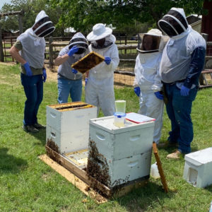 Beekeeping Level I