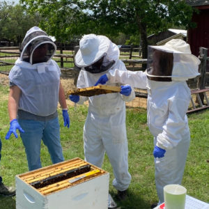 Beekeeping Level II