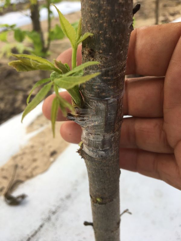 Fruit and Nut Tree Grafting Workshop - The Ploughshare ...